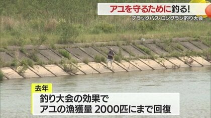 ブラックバスを釣って特産アユを守れ！ 釣ったブラックバスは組合が1匹