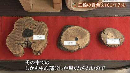 三線”に使えるまで100年～200年…希少な沖縄産「くるち」の音色を未来に