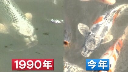 興奮】「令和の人面魚」発見！？兵庫の公園池で見つかり話題に 胸元に