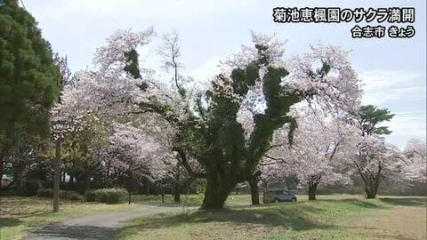 国立療養所菊池恵楓園でサクラが満開【熊本】