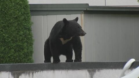 クマ被害34人、死者過去最多5人　生活圏でも相次ぐ襲撃　遭遇時は「防御姿勢」を　岩手県　　