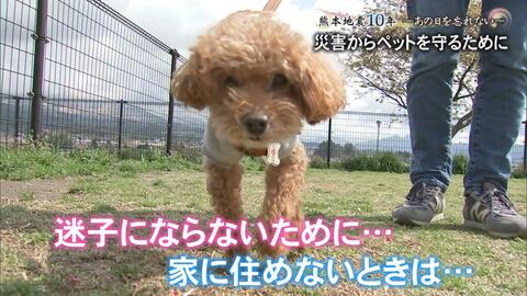 熊本地震から10年　ペットとの避難はどうすべき　当時は避難所断られ車中泊も　迷子の犬・猫を出さないために【熊本発】