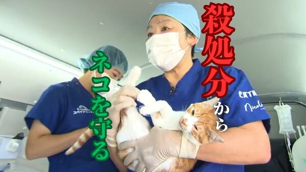 飼い主のいないネコを守る “不妊去勢手術”専門の病院 年間の殺処分は