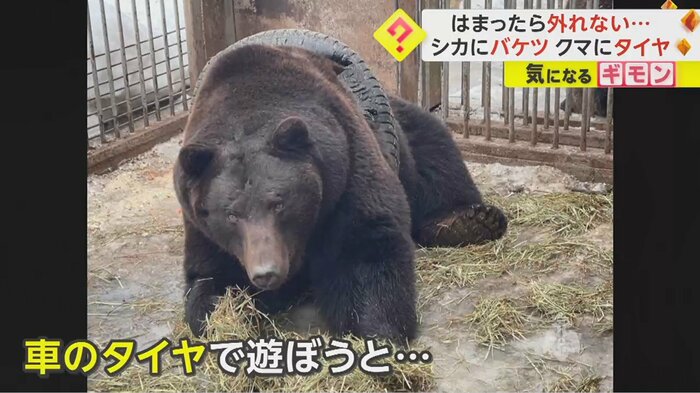 車のタイヤで遊ぼうとして、抜けなくなってしまった
