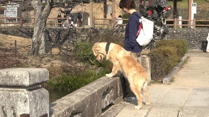犬も池をのぞき込んで探している!?