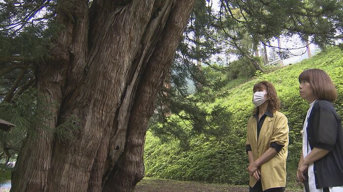 「臥雲の三本杉」を撮影