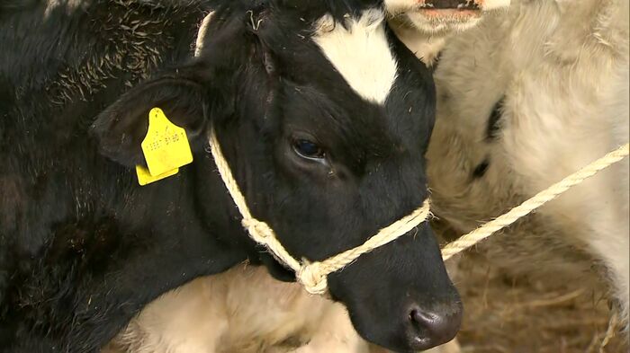 右足に大きなケガをした牛