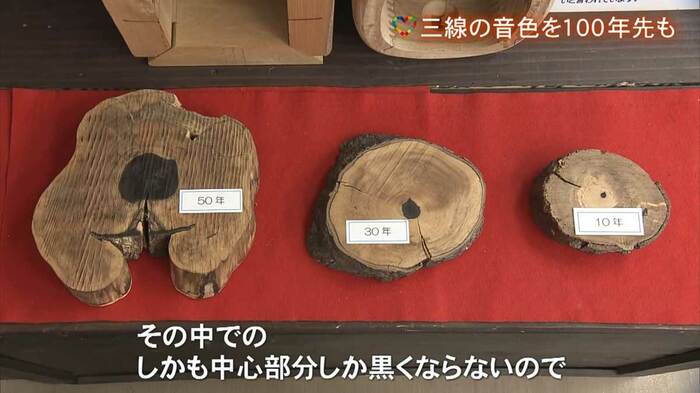 普通の木の3倍ほど密度があるという「くるち」。中心部分しか黒くならず、材料になるには100~200年かかる