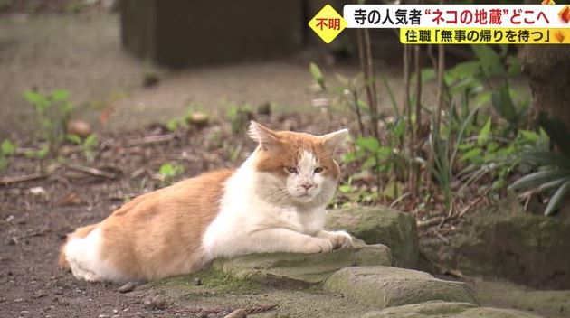 長光寺の“修行僧”ネコ