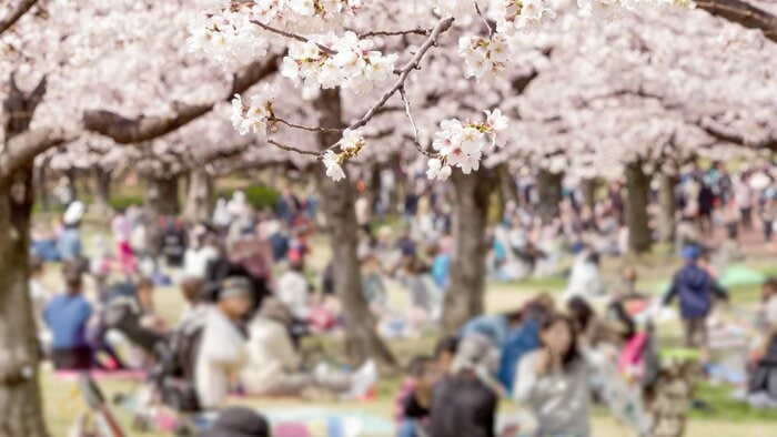 お花見は「満開日の直後」がおすすめ(イメージ)