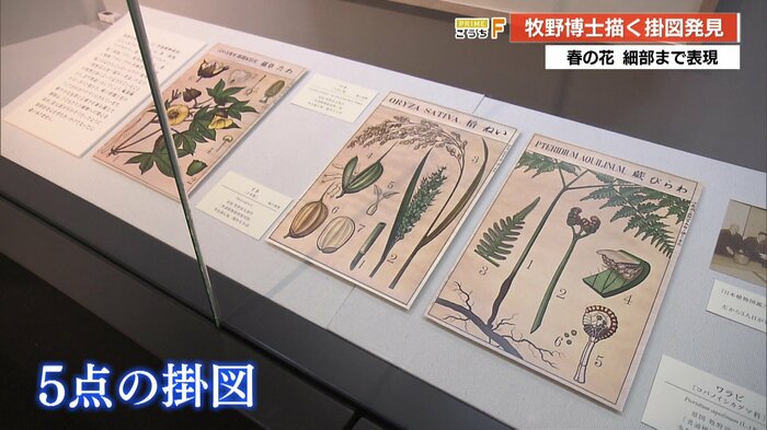 (左から)「ワタ」「イネ」「ワラビ」の掛図