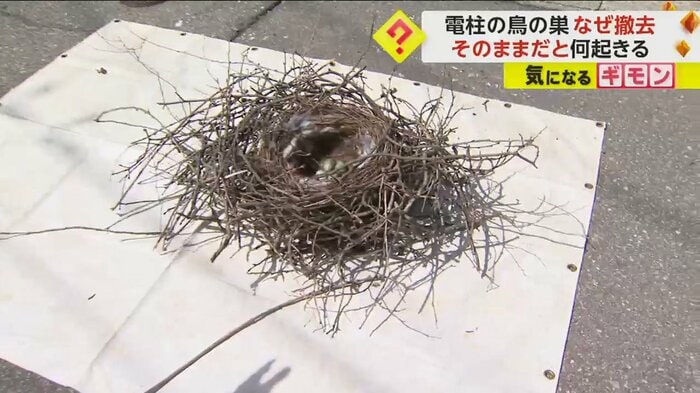 電柱から撤去されたカラスの巣