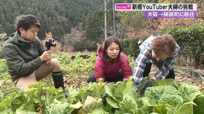 野菜を収穫