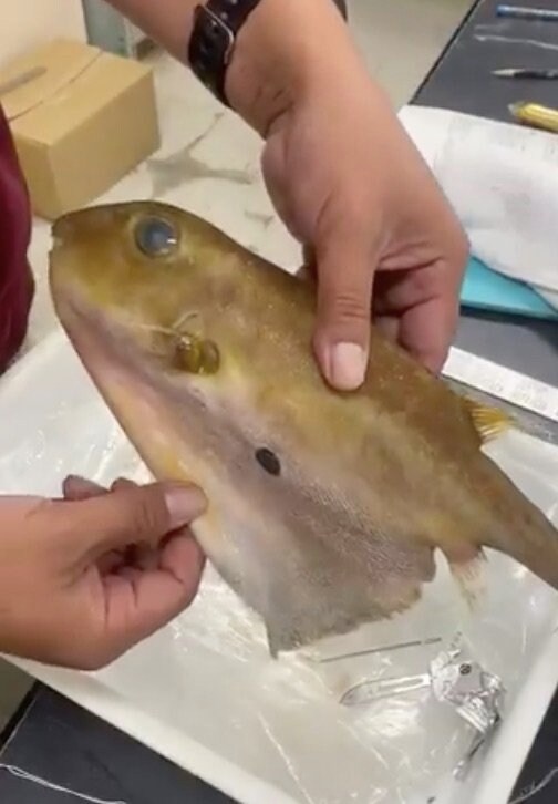 おなかを広げる前のウチワフグ(提供:和歌山県立自然博物館)