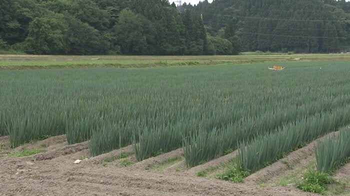 高橋さんのネギ畑（秋田市河辺）