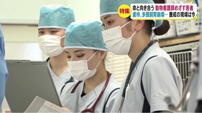 去勢手術を見学する学生たち