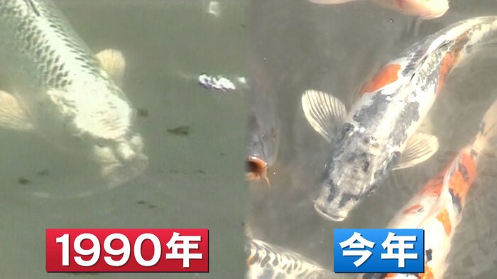 1990年にブームになった山形の人面魚(左)と今年話題の兵庫の人面魚(右)