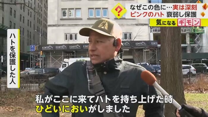 ハトを保護した人