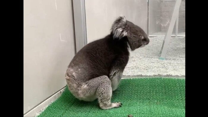 壁際に向かうコアラ