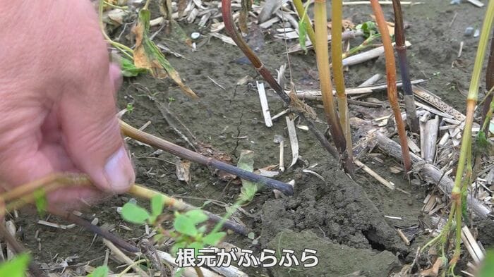 冠水の後の高温で苗がふらふらに…