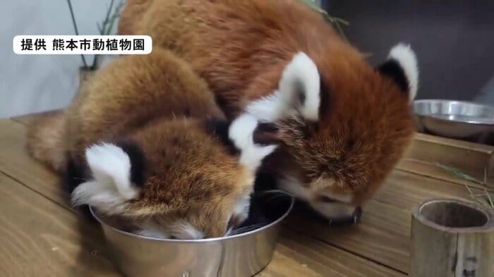 ササを食べる杏香(左)とお母さんのシンファ