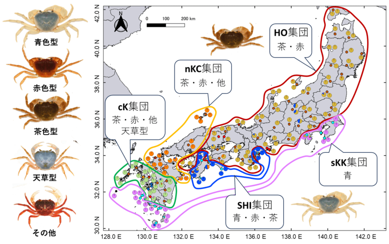 【摂南大学】ゲノムから探るサワガニの複雑な分布と進化史