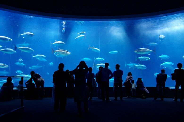 ダイバー視点でクロマグロ鑑賞も！葛西臨海水族園がリニューアル工事中　日比谷公園も122年前の開園当初の姿目指す｜FNNプライムオンライン