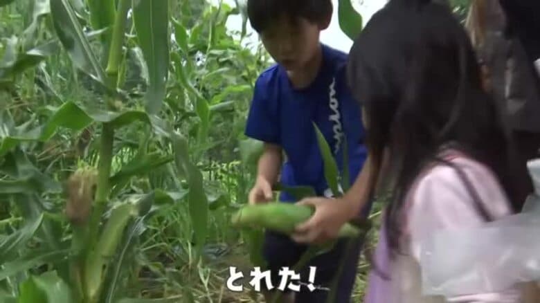 「生でもおいしいよ！」　甘い夏の味トウモロコシ　三次市で収穫祭　広島｜FNNプライムオンライン