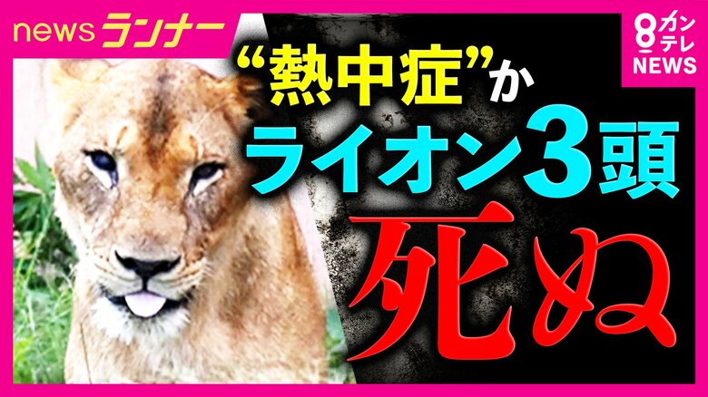 「夏にダウンジャケットを着ているような状態」“高温多湿”の日本の夏が苦手な動物たち　異常な暑さへの対策に追われる動物園に密着｜FNNプライムオンライン