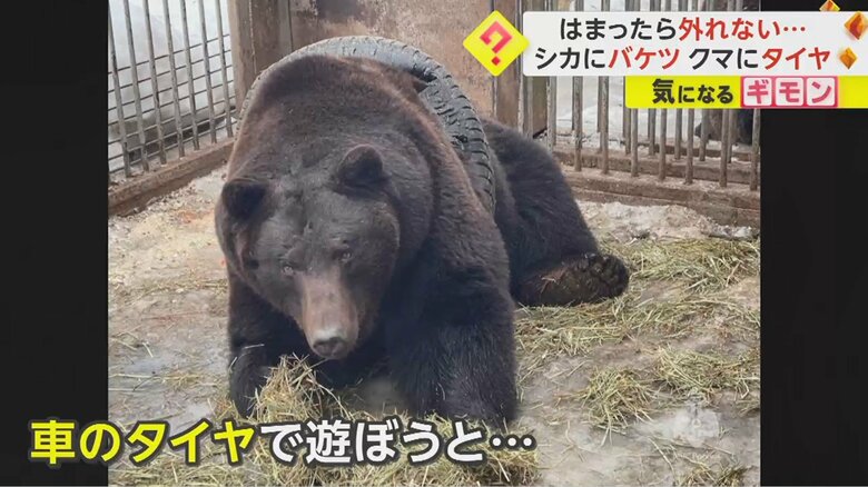 車のタイヤで遊ぼうとして、抜けなくなってしまった