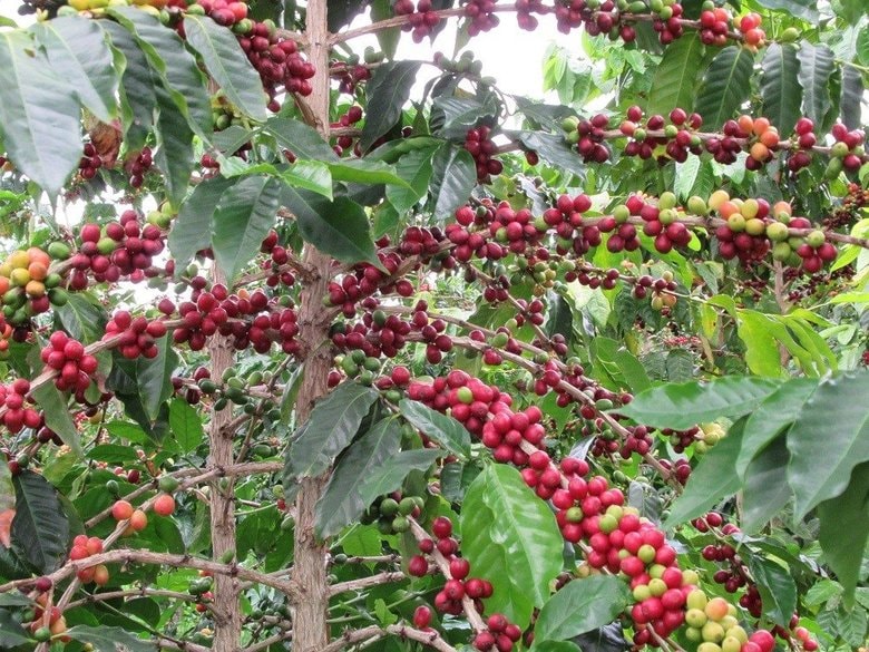 山岸コーヒー農園は2ヘクタール。昨年の生産量はコーヒー14万杯分