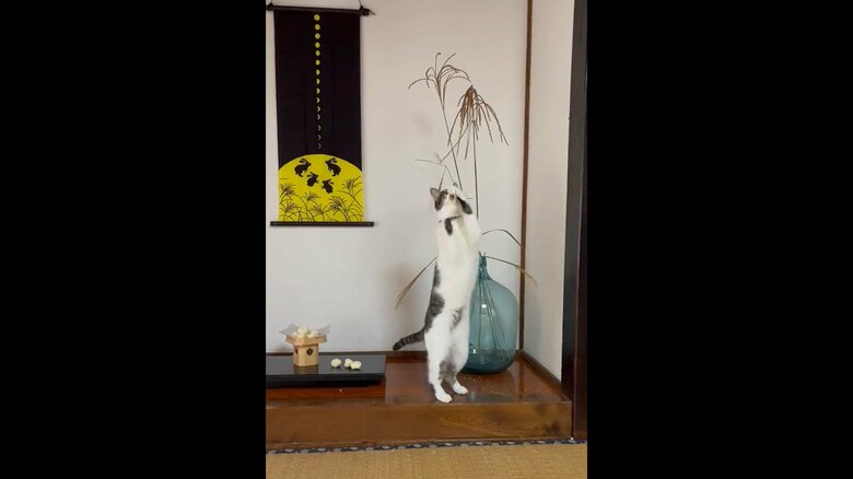2日持ちこたえたススキ（提供：いのうえもんぺさん）