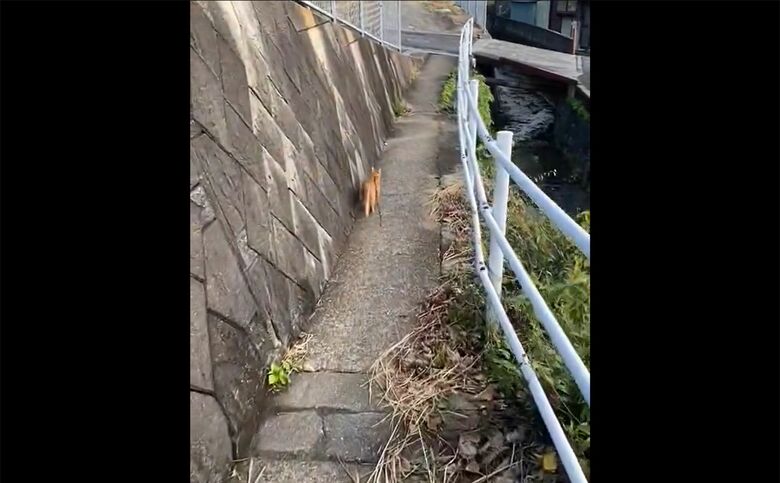 元気に走るつぶちゃん