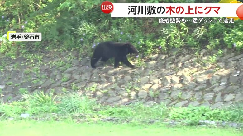 土手へと移動し、そのまま猛ダッシュで走り抜けて工事現場の中へ入り、姿を消したクマ