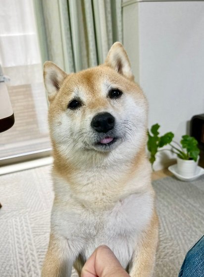 こちらはごはんをねだっている時のこじろうくん