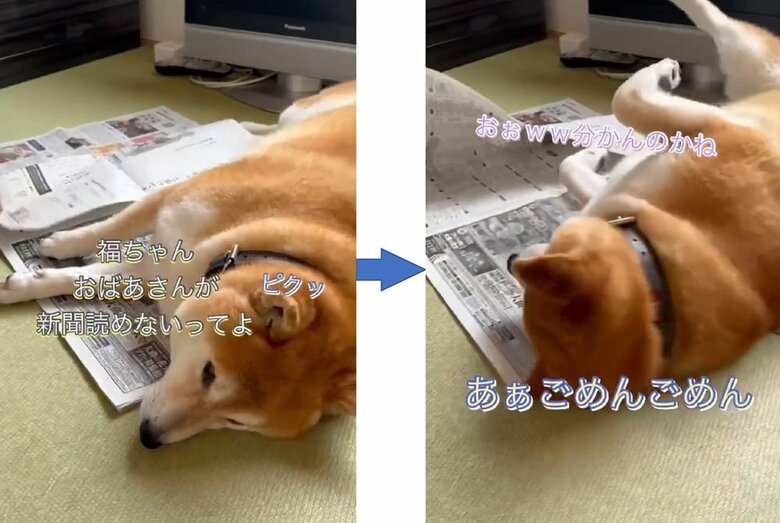 お兄さんの言葉に反応して、動いてくれる福くん