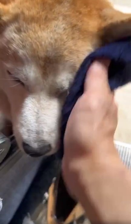 お顔はすぐに洗ってもらったというヒナちゃん。すっかりきれいに！