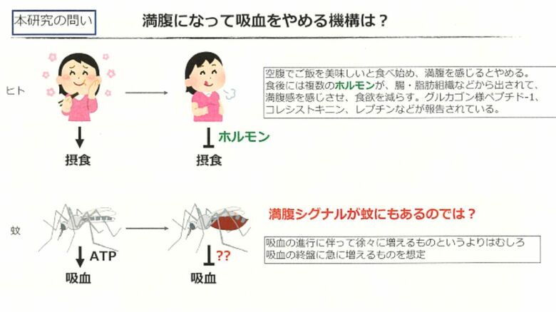 満腹になって吸血をやめる機構は？（理化学研究所の説明資料）