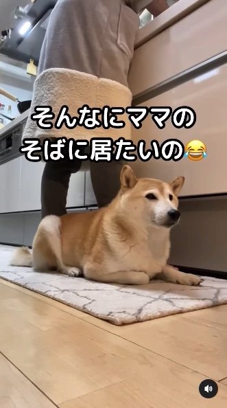 提供：柴犬Mamesuke・Korosuke大阪さん