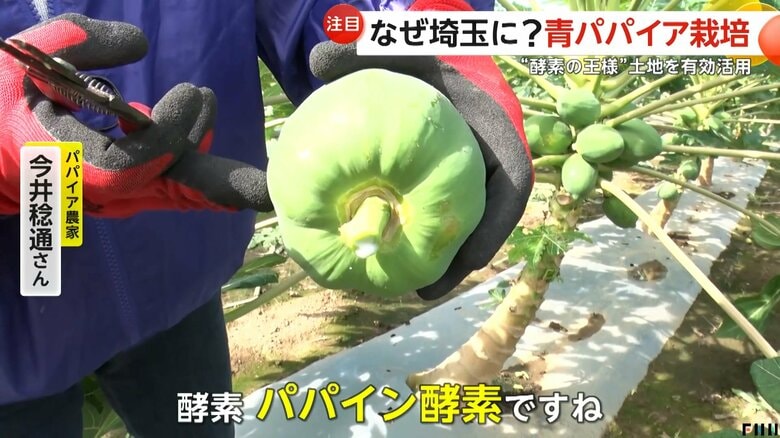 一年中食べてると「医者いらず」という野菜「青パパイア」