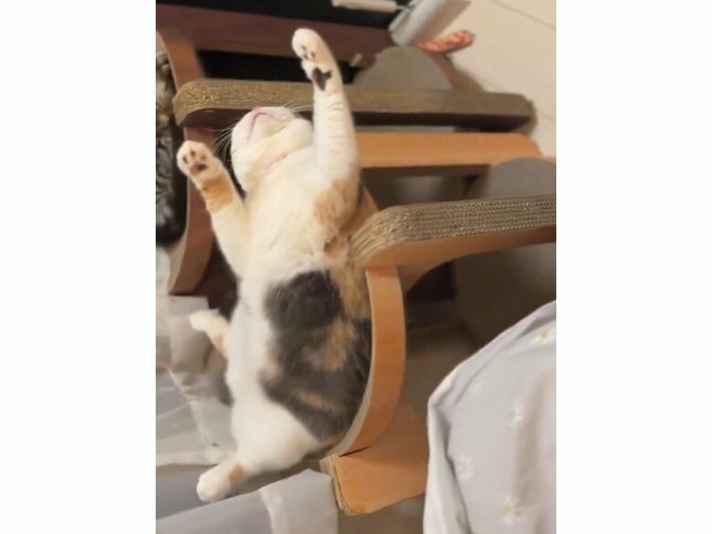 気持ちよさそうに寝ているみゅーちゃん