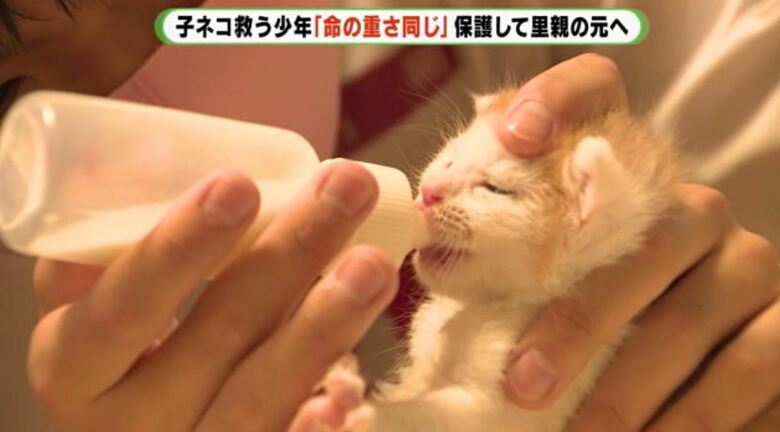 ミルクを飲む子ネコ　2021年6月の取材時は22匹の世話をしていた