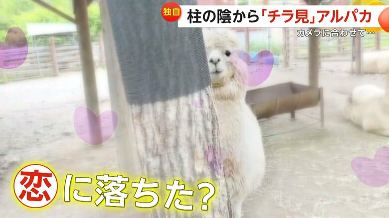 普段感じることのない熱い視線を送るエルシーちゃん