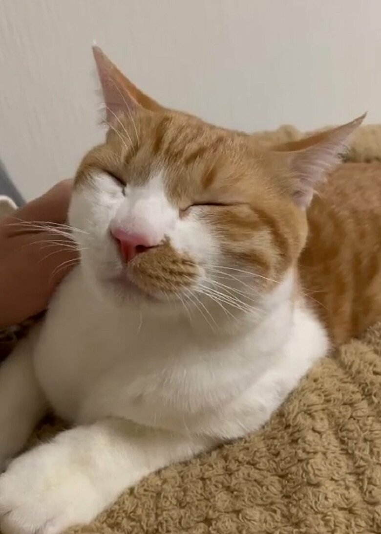 なでなでされて気持ちよさそう