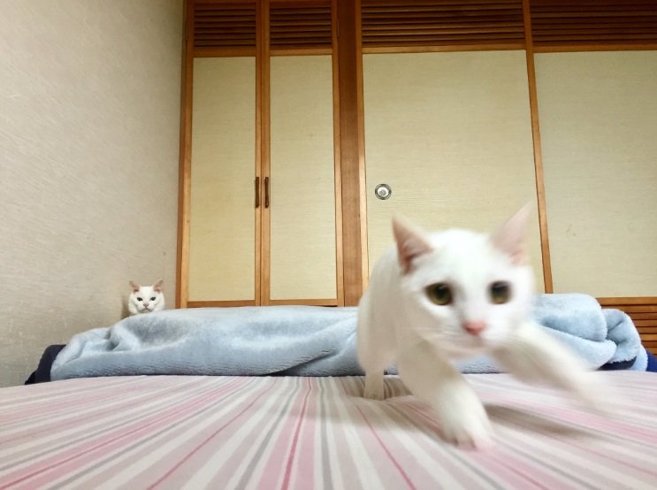 元気いっぱいな2匹