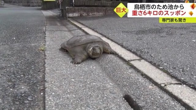 意外と早く歩ける