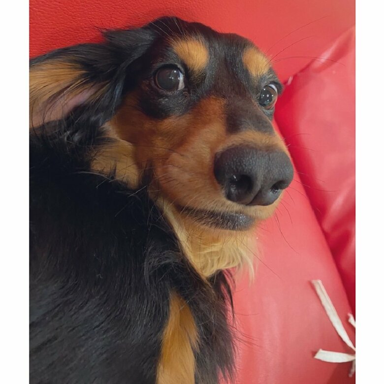 散歩から帰宅したご満悦なみらいくん