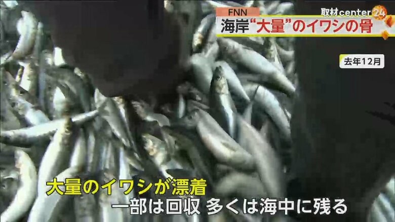 海岸に流れついたイワシ。足が埋もれるほどの量だった