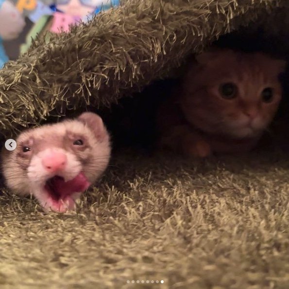 提供：IG @hinako_munchkinさん