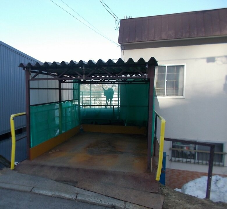 警察がネットを外すとシカは山へ（提供 道警）